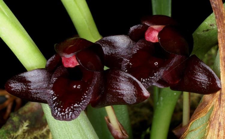 <i>Maxillaria schunkeana</i> la piccola orchidea nera vaso